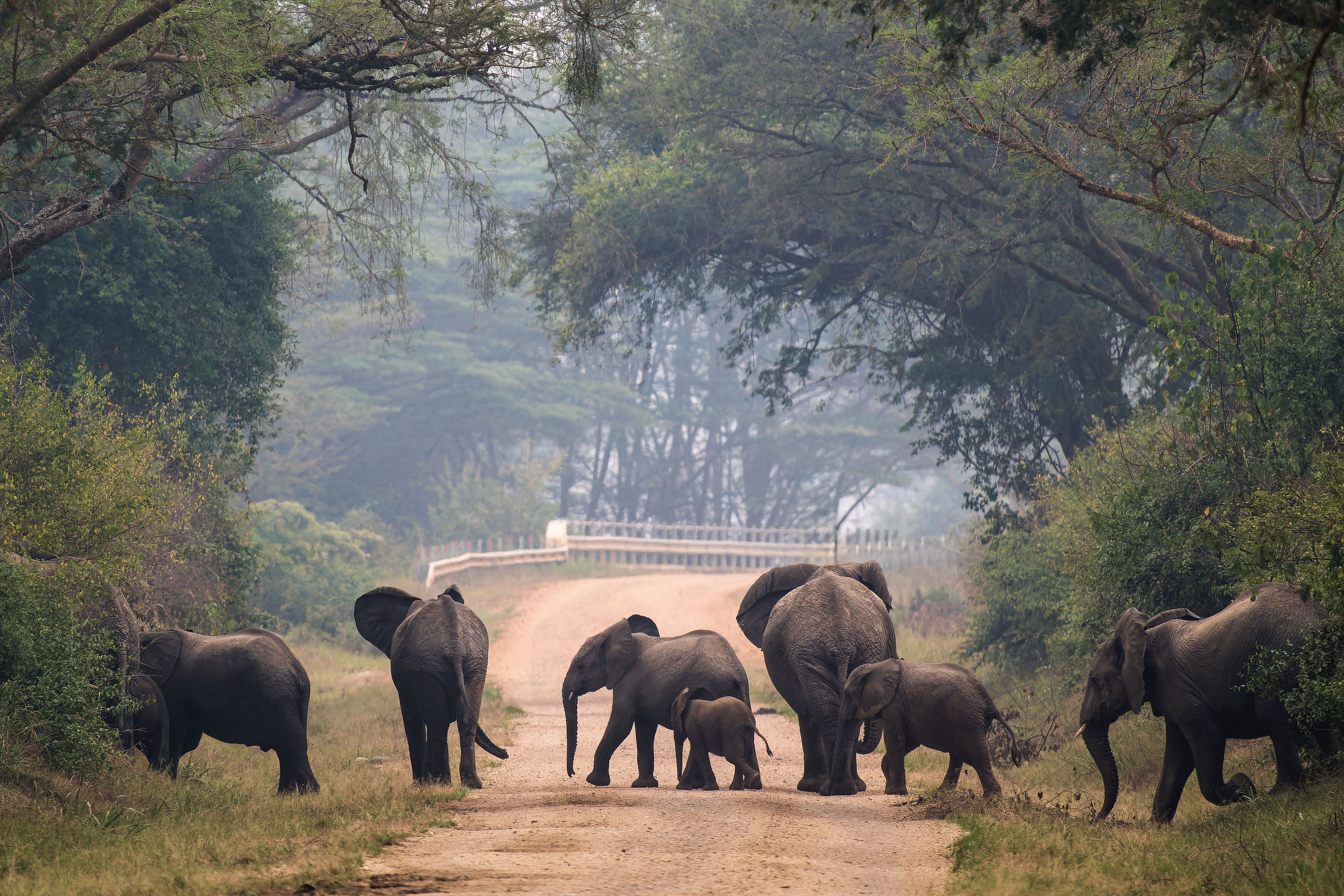 Wildlife Protection